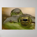 Search for frog eyes posters Frogs