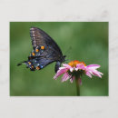 Search for pollinators postcards Butterflies