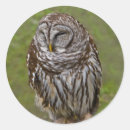 Search for barred owl stickers Birds