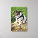 Recherche de jack russel toiles Chien