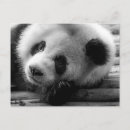 Recherche de sichuan cartes postales Ours