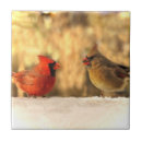 Search for cardinal tiles Autumn