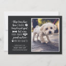 Recherche de adoption invitations Chien