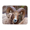Recherche de mouflon magnets Bélier