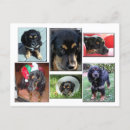 Recherche de de chiot cartes postales Animaux