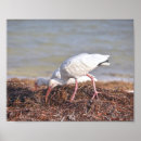 Recherche de ibis posters Plage