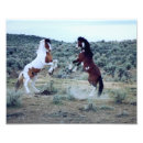 Recherche de wild horse posters Chevaux