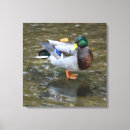 Search for ducks canvas prints Home
