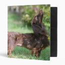 Search for long hair dachshund office supplies Chocolate and tan