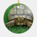 Search for tortoise ornaments Reptile