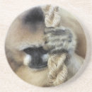 Search for ape coasters Primates