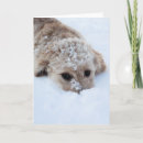 Search for puppy nose cards Cute
