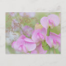 Search for sweet peas postcards Flower
