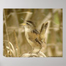 Recherche de roitelet posters Faune