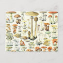 Search for boletus postcards Nature