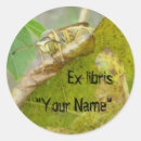 Search for wasps stickers Insect