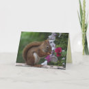 Search for squirrel mothers day cards Wildlife