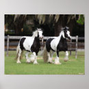 Search for two black horses posters Animal