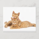 Recherche de chaton tigré cartes postales Animal de compagnie