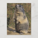 Search for marmota Wildlife
