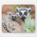 Search for ring tailed lemur mousepads Wildlife