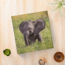 Search for kenya binders Animals in the wild