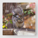 Recherche de rongeur horloges Nature