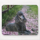 Recherche de caniche noir tapis souris Chien