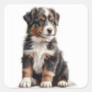 Search for australian shepherd puppy stickers Cute