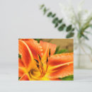 Search for orange lily postcards Tiger