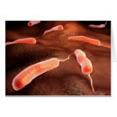 Search for cholera Cell