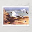Search for gull postcards Antique