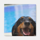 Search for panting magnets Outdoors