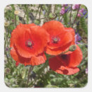 Recherche de poppy autocollants Floral