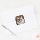 Search for ragdoll cat stickers Kitty