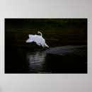 Search for trumpet posters Bird