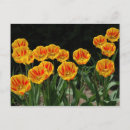 Recherche de tulipe rouge cartes postales Jardinage