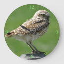 Recherche de rapace horloges Photographie de la faune