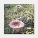 Search for mushroom magnets Forest