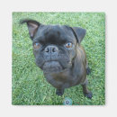 Recherche de carlin noir magnets Mignon