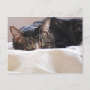 Search for cats sleeping postcards Bed