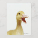 Search for head postcards Domestic animals