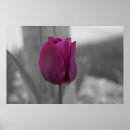 Recherche de tulipe violette posters Noir