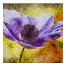 Recherche de anémone posters Fleur