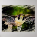 Search for peregrine falcon posters Raptor