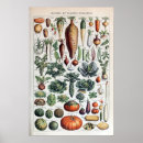 Search for vintage vegetables posters Plants