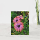 Search for osteospermum cards Flowers