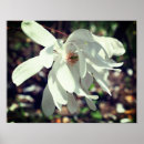 Recherche de arbre fleurissant posters Mother