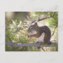 Search for pine cones postcards Outdoors