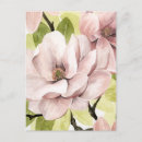 Recherche de magnolia cartes postales Botanique